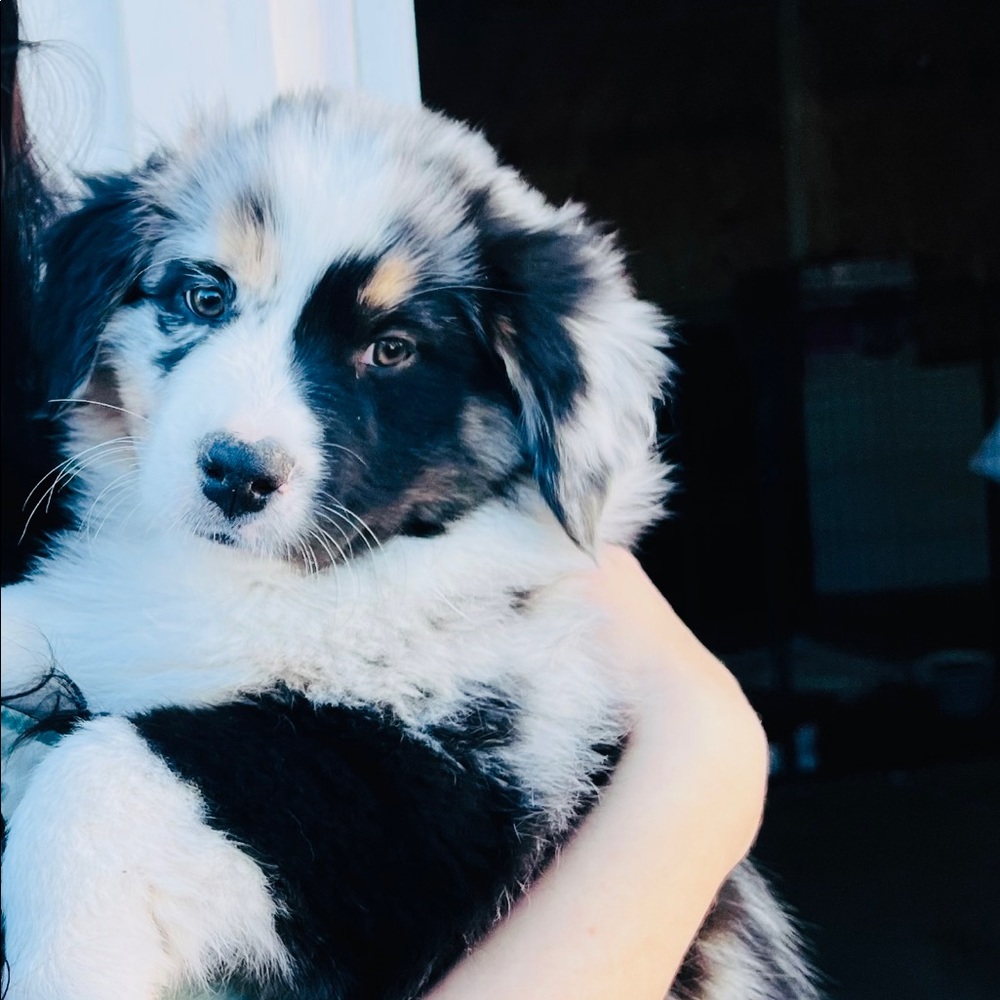 Meet your Posher, Taylor